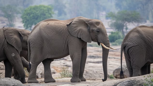 Collaborative Elephant ADHD Superpower